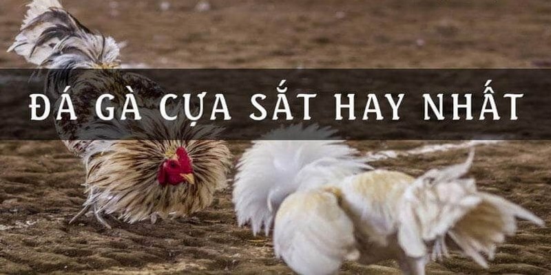 Tổng hợp luật chơi đá gà cựa sắt chuẩn nhất