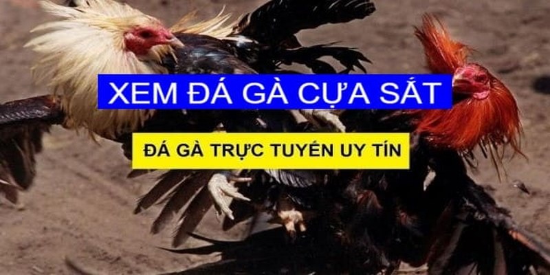 Bỏ túi bí quyết chơi đá gà cựa sắt chuẩn từ cao thủ